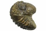 Long Partially Enrolled Morocops Trilobite - Morocco #296614-1